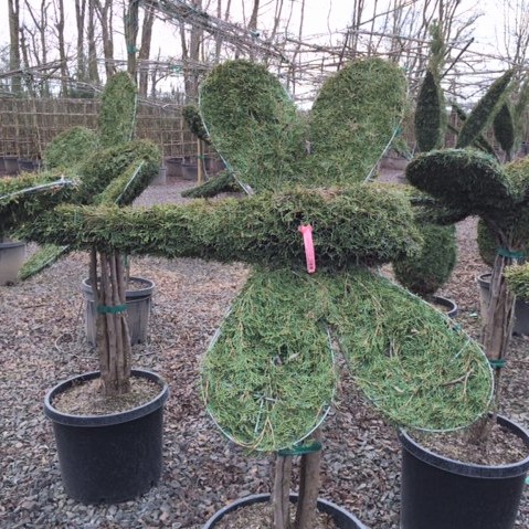 Live Thuja Large Dragonfly Topiary